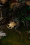 VOUCHER DE RESERVA JUNGLE HUNTER - PREDAOTR - ART SCALE 1/10 - IRON STUDIOS