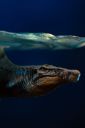 VOUCHER DE RESERVA SPINOSAURUS - JURASSIC WORLD: REBIRTH - ICONS - IRON STUDIOS